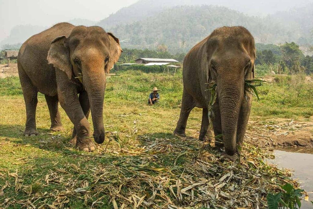 elephant-sanctuaries-chiang-mai